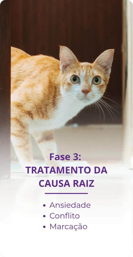 Fases do método para corrigir xixi fora da caixa